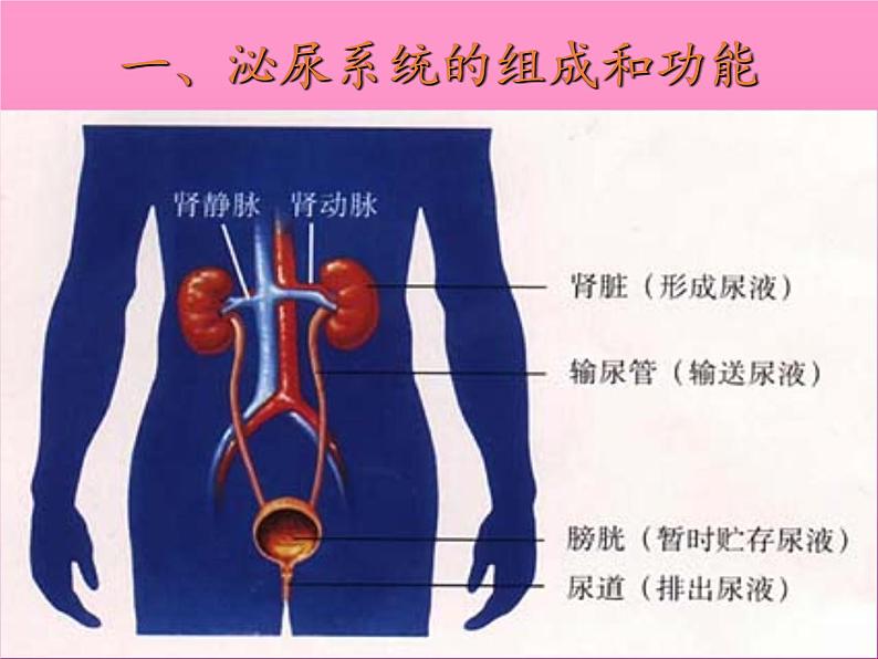 苏教版生物七年级下册 第十一章 第二节 人体废物的排出(14)（课件）第3页