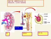 苏教版生物七年级下册 第十一章 第二节 人体废物的排出(14)（课件）