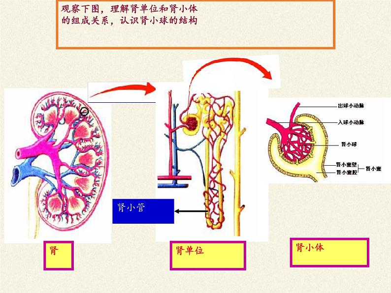 苏教版生物七年级下册 第十一章 第二节 人体废物的排出(14)（课件）第5页