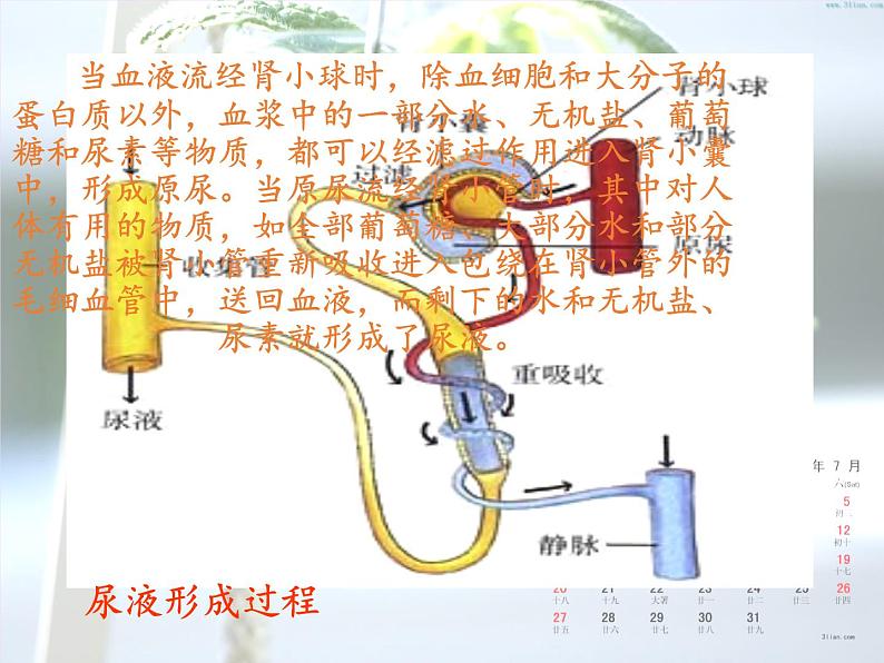 苏教版生物七年级下册 第十一章 第二节 人体废物的排出(14)（课件）第7页