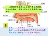 苏教版生物七年级下册 第十章 第三节 人体和外界环境的气体交换(1)（课件）