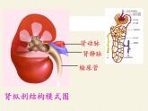 苏教版生物七年级下册 第十一章 第二节 人体废物的排出（课件）