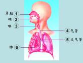 苏教版生物七年级下册 第十章 第三节 人体和外界环境的气体交换_1（课件）