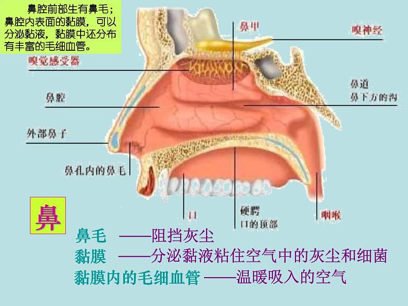 苏教版生物七年级下册 第十章 第三节 人体和外界环境的气体交换_1（课件）03