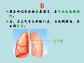 苏教版生物七年级下册 第十章 第三节 人体和外界环境的气体交换_1（课件）