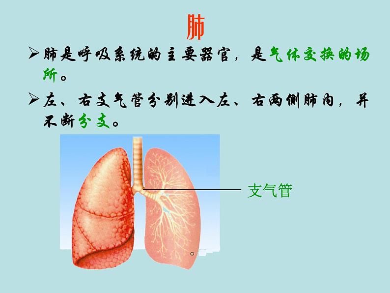 苏教版生物七年级下册 第十章 第三节 人体和外界环境的气体交换_1（课件）05