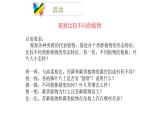 北师大版生物八年级下册第22章 《物种的多样性》22.3 植物的主要类群 教学PPT课件