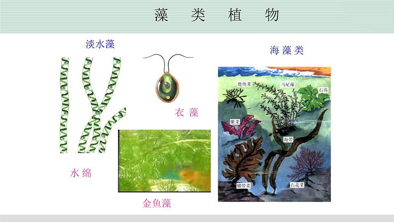 北师大版生物八年级下册第22章 《物种的多样性》22.3 植物的主要类群 教学PPT课件第7页