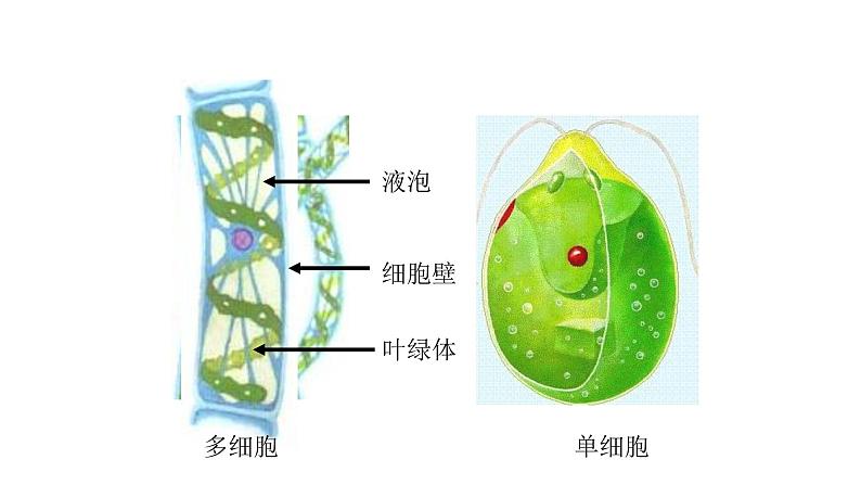 北师大版生物八年级下册第22章 《物种的多样性》22.3 植物的主要类群 教学PPT课件第8页