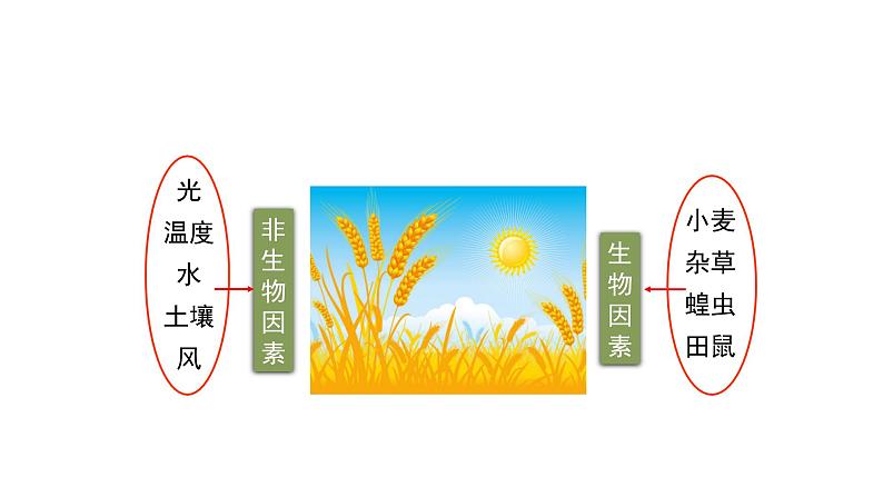 北师大版生物八年级下册第23章 《生态系统及其稳定性》23.1 生物的生存依赖一定的环境  教学PPT课件06
