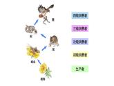 北师大版生物八年级下册第23章 《生态系统及其稳定性》23.3 生态系统的结构和功能  教学PPT课件