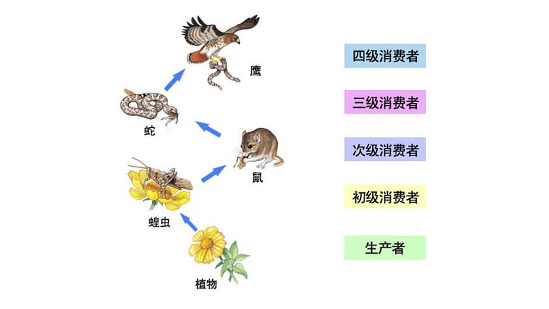 北师大版生物八年级下册第23章 《生态系统及其稳定性》23.3 生态系统的结构和功能  教学PPT课件第3页