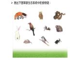 北师大版生物八年级下册第23章 《生态系统及其稳定性》23.3 生态系统的结构和功能  教学PPT课件