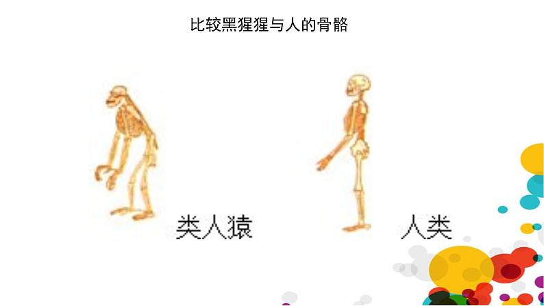 北师大版生物八年级下册第21章 《生命的发生和发展》21.3 人类的起源与进化 教学PPT课件第7页