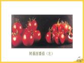 北师大版生物八年级下册第25章 《生物技术》25.2 现代生物技术 教学PPT课件发酵技术
