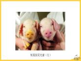 北师大版生物八年级下册第25章 《生物技术》25.2 现代生物技术 教学PPT课件发酵技术