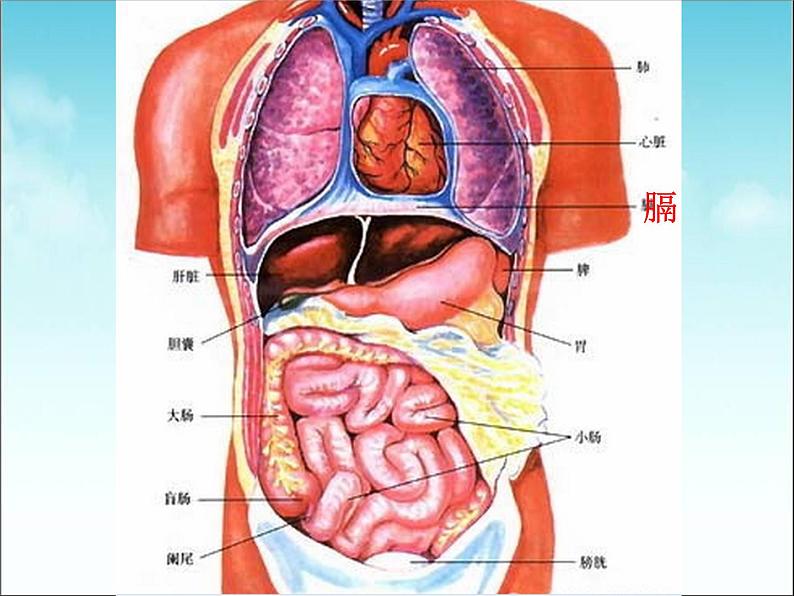 初中生物人教版七年级下册 第二节发生在肺内的气体交换 5 课件第7页