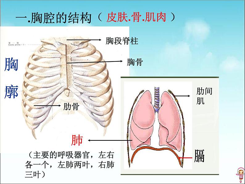 初中生物人教版七年级下册 第二节发生在肺内的气体交换 5 课件第8页