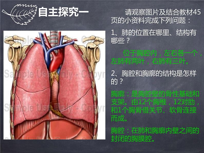 初中生物人教版七年级下册 第二节发生在肺内的气体交换 2 课件第3页