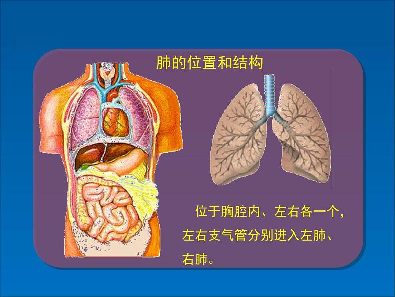 初中生物人教版七年级下册 第二节发生在肺内的气体交换 3 课件第6页