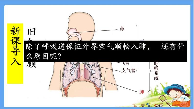 初中生物人教版七年级下册 第二节发生在肺内的气体交换 课件02