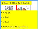 初中生物人教版七年级下册 第二节发生在肺内的气体交换 课件