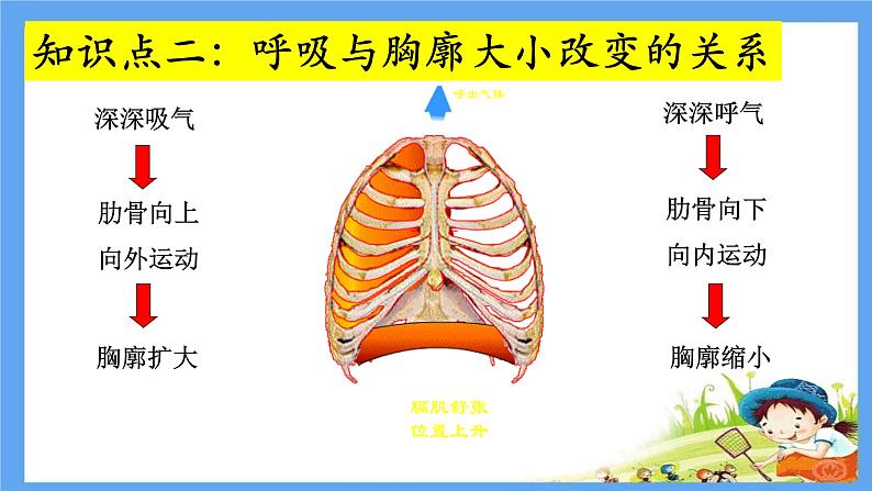 初中生物人教版七年级下册 第二节发生在肺内的气体交换 课件06