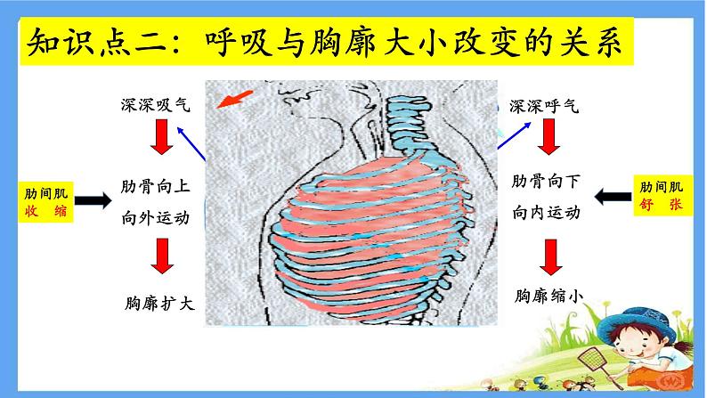 初中生物人教版七年级下册 第二节发生在肺内的气体交换 课件07