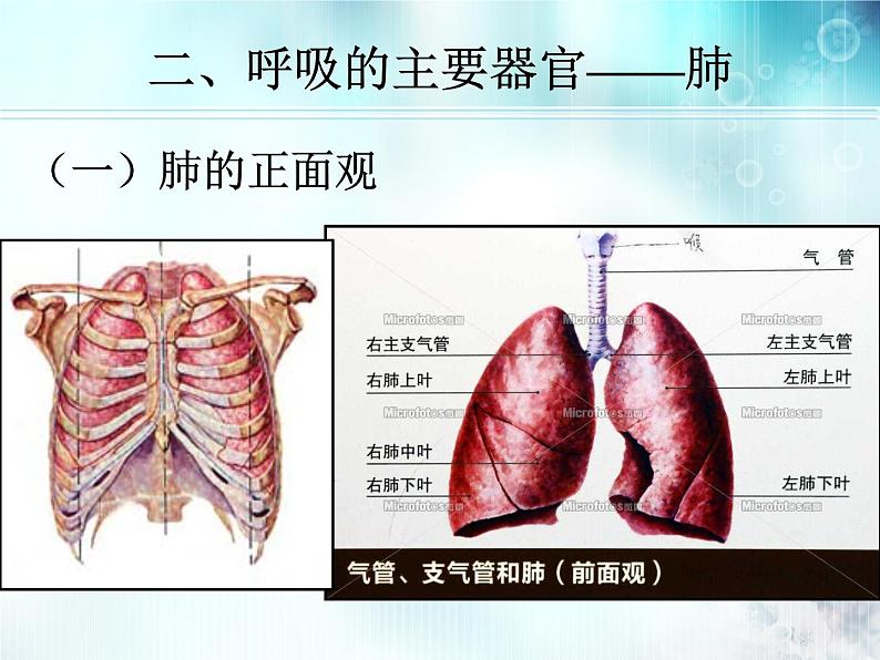 初中生物人教版七年级下册 第二节发生在肺内的气体交换 1 课件05