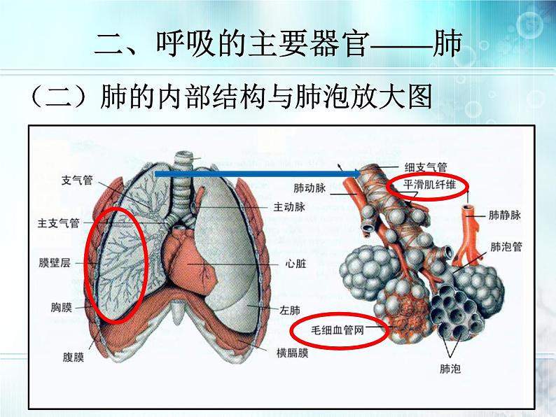 初中生物人教版七年级下册 第二节发生在肺内的气体交换 1 课件06