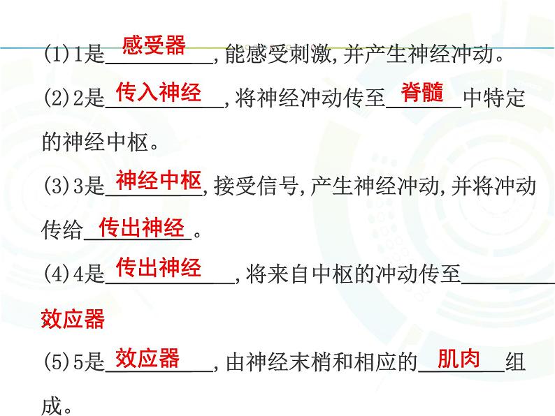 初中生物人教版七年级下册 第三节神经调节的基本方式 1 课件08