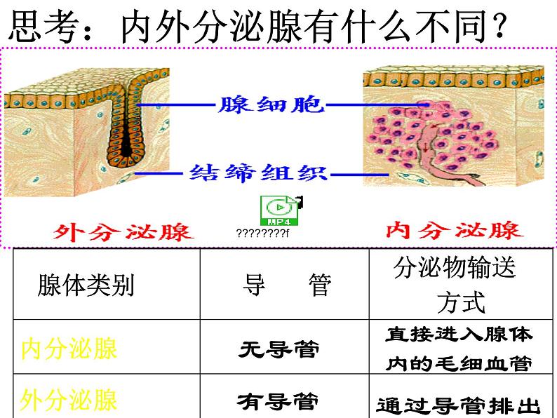 初中生物人教版七年级下册 第四节激素调节 2 课件第5页