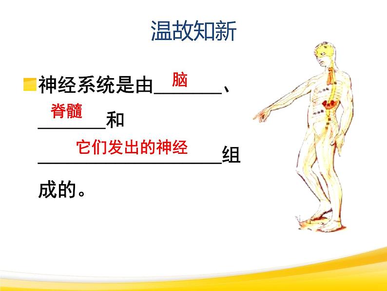 初中生物人教版七年级下册 第三节神经调节的基本方式 4 课件第2页