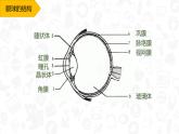 初中生物人教版七年级下册 第一节人体对外界环境的感知 1 课件