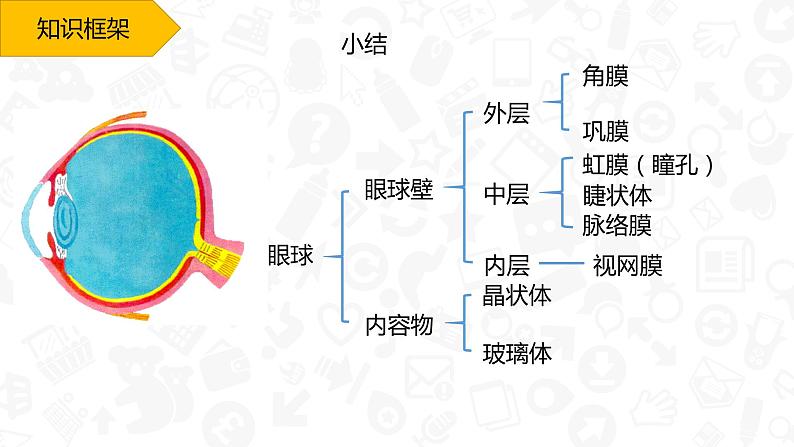 初中生物人教版七年级下册 第一节人体对外界环境的感知 1 课件06