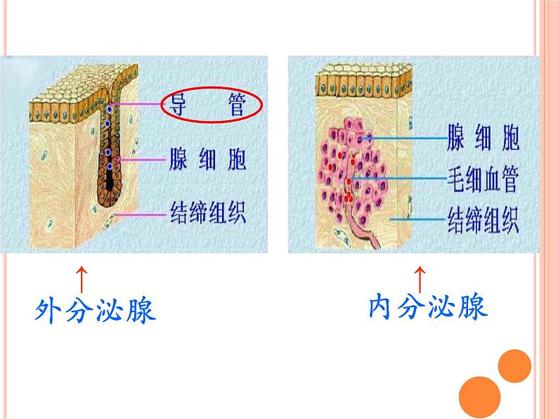 初中生物人教版七年级下册 第四节激素调节 3 课件05