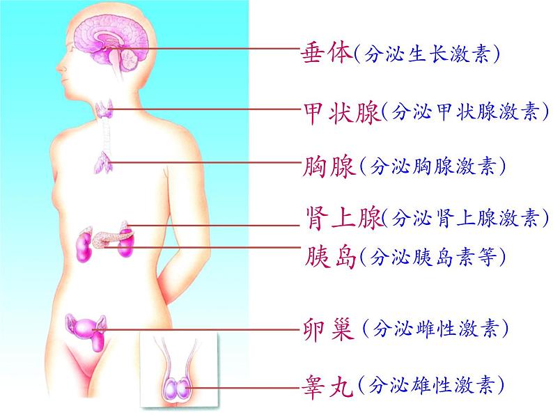 初中生物人教版七年级下册 第四节激素调节 3 课件06