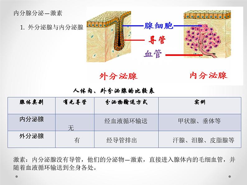 初中生物人教版七年级下册 第四节激素调节 2 课件第4页