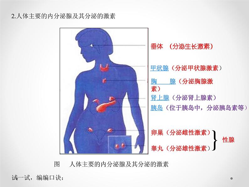 初中生物人教版七年级下册 第四节激素调节 2 课件第5页