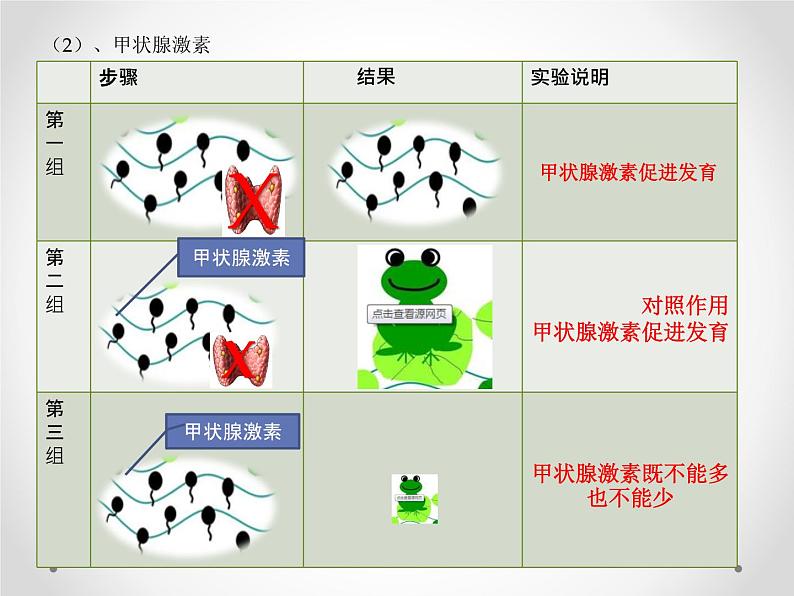 初中生物人教版七年级下册 第四节激素调节 2 课件第7页