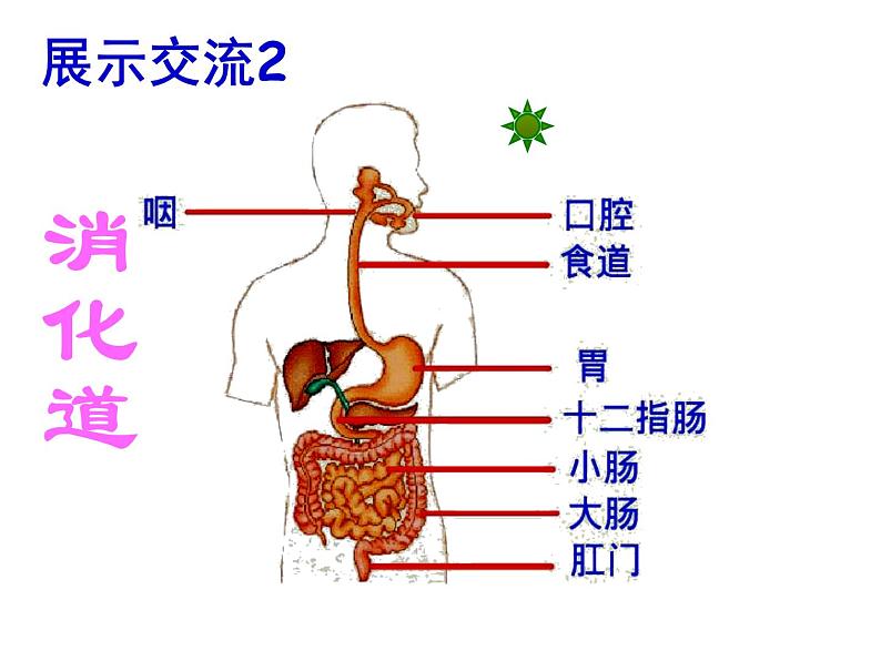 初中生物人教版七年级下册 第二节消化和吸收 2 课件07