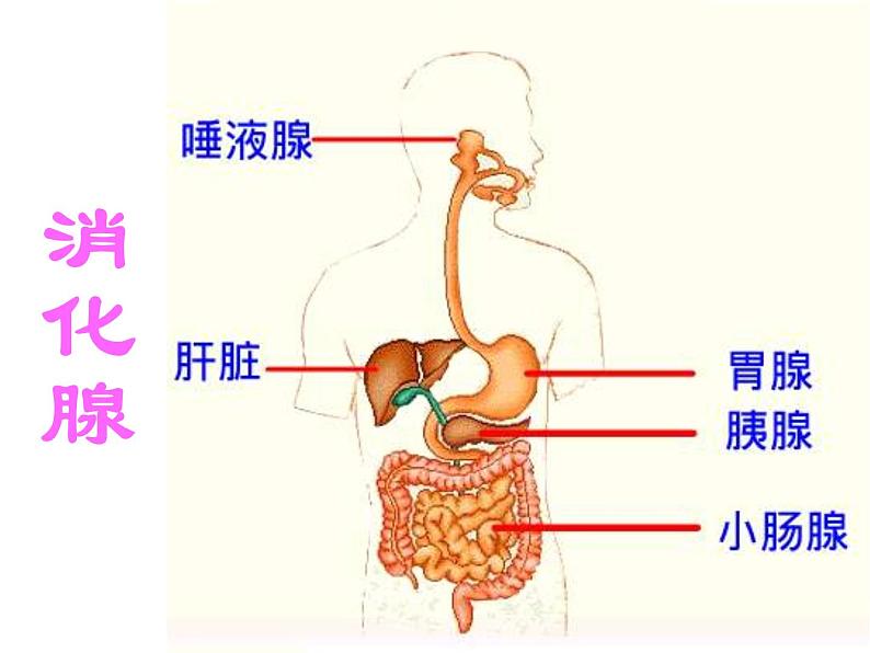 初中生物人教版七年级下册 第二节消化和吸收 2 课件08