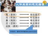 初中生物人教版七年级下册 第一节人体对外界环境的感知 5 课件