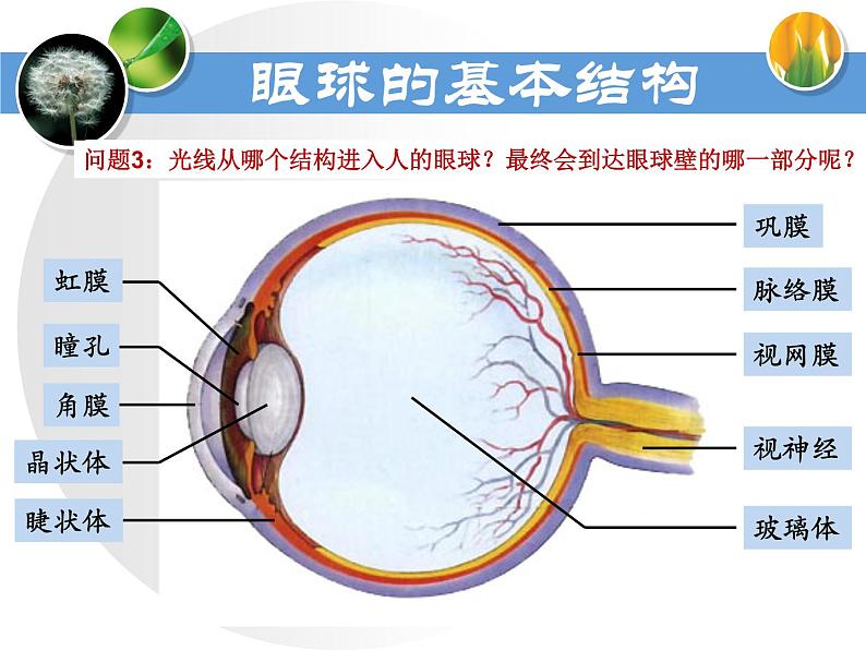 初中生物人教版七年级下册 第一节人体对外界环境的感知 5 课件05