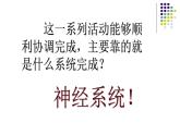 初中生物人教版七年级下册 第二节神经系统的组成 4 课件
