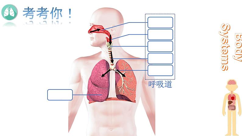 初中生物人教版七年级下册 第一节呼吸道对空气的处理 1 课件第7页