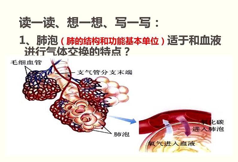 初中生物人教版七年级下册 第二节发生在肺内的气体交换 4 课件05