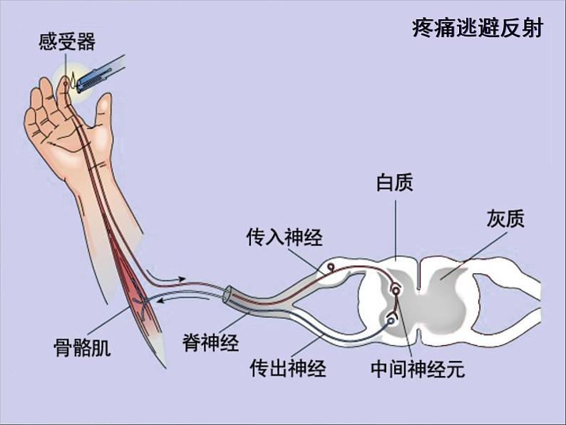 初中生物人教版七年级下册 第三节神经调节的基本方式 课件第6页