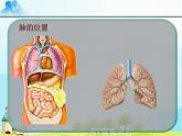 初中生物人教版七年级下册 第二节发生在肺内的气体交换 6 课件