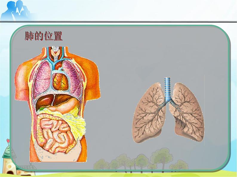 初中生物人教版七年级下册 第二节发生在肺内的气体交换 6 课件第5页